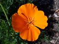 Eschscholzia californiea